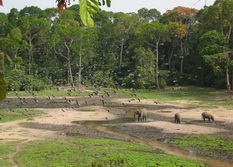 Zentrales Afrika, Kamerun - Zentralafrika: In die Tiefen des Regenwaldes - Naturparadies in der Nhe des quators