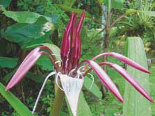 Mittelamerika, Costa Rica: Vulkane, Dschungel und Meer - Blte