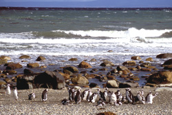Sdamerika, Chile - Argentinien: Patagonien - Pinguine
