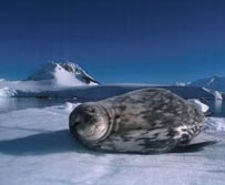Polarregion, Antarktis: Robbe auf dem Eis