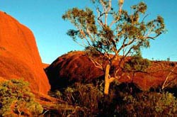 Australien - Trekking an den Olgas